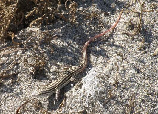 Fringe-fingered Lizard Acanthodactylus erythrurus, southern Spain