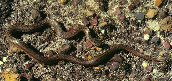 Grass Snake, Natrix natrix