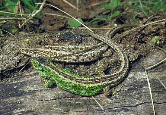 Sand Lizards, Lacerta agilis