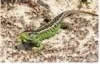 Sand lizard