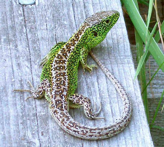 Sand LIzard, Skomer Island