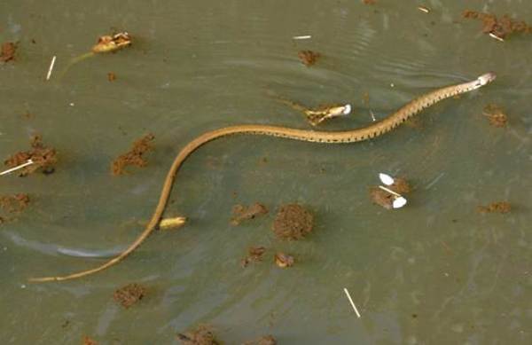 Grass Snake, Natrix natrix