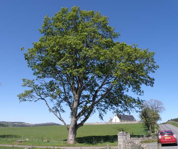 Sycamore trees
