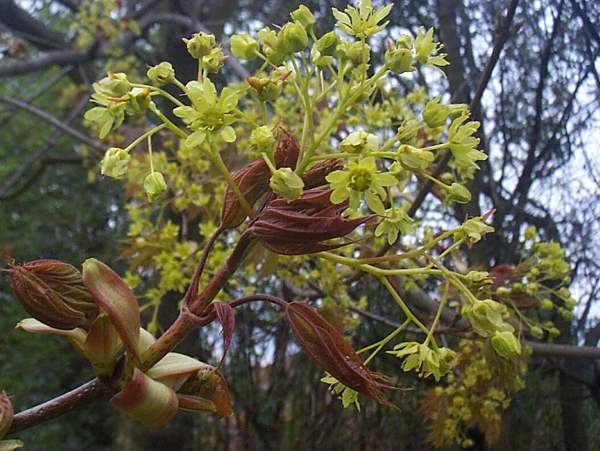 Sycamore flowers