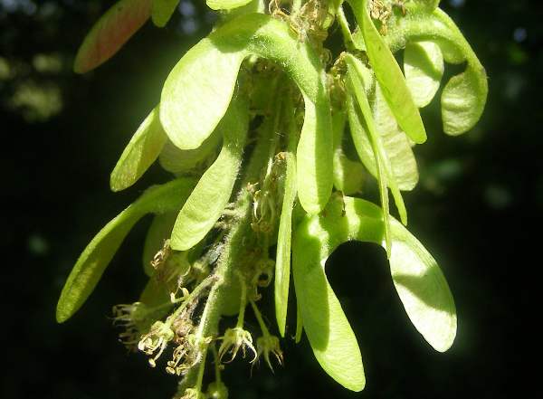 Winged seeds of a Sycamore