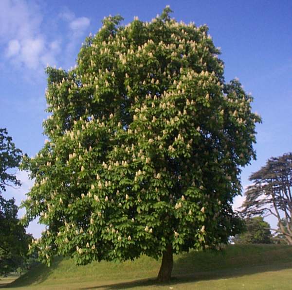 Horse Chestnut tree