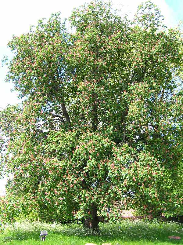 Hybrid Aesculus x carnea