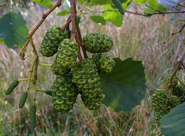 Alder catkins
