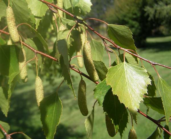SilverBirch leaves and catkins