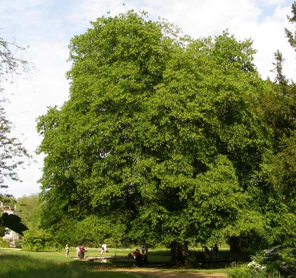 Ancient hornbeam