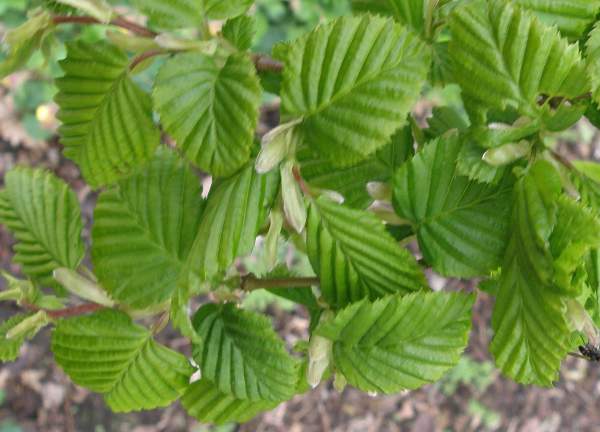 Hornbeam leaves