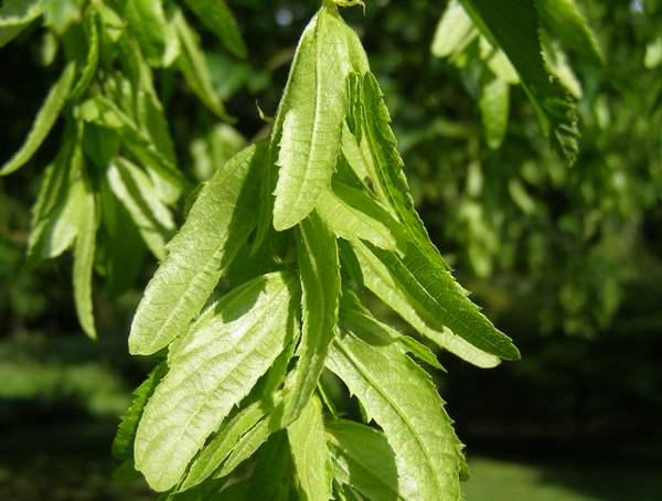 Winged seeds of the European Hornbeam