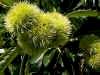 Sweet chestnut
