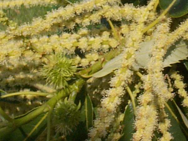 Flowers of the Sweet Chestnut tree