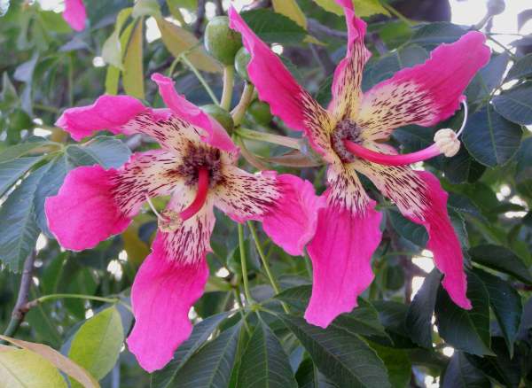 Pink silk floss flowers
