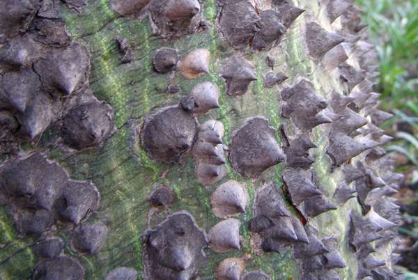 Thorny bark