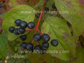 Dogwood