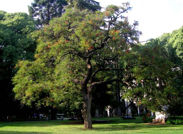 Cockspur Coral Tree