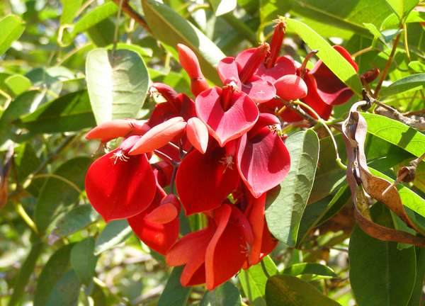 Cockspur coral flower
