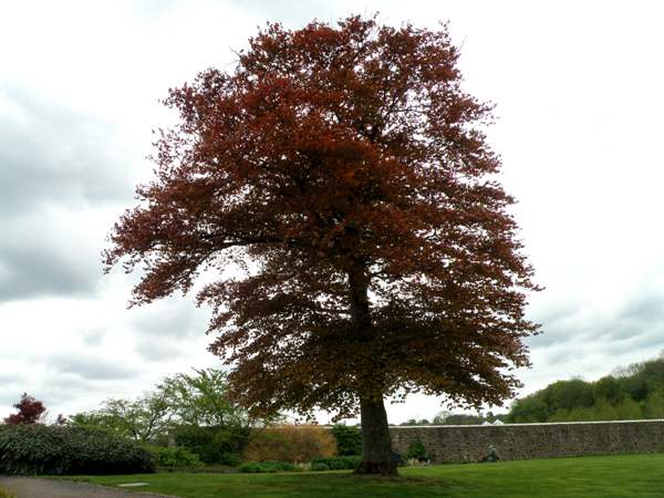 Copper beech tree