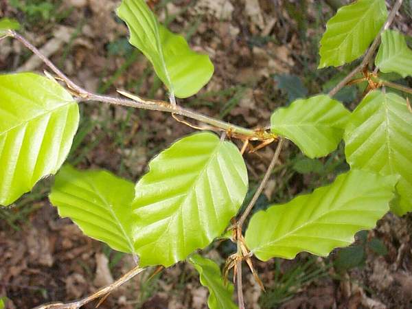 Beech leaves
