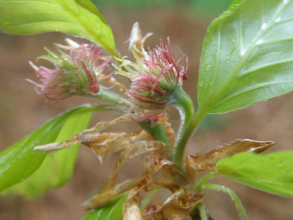 Female flowers of a Beech tree