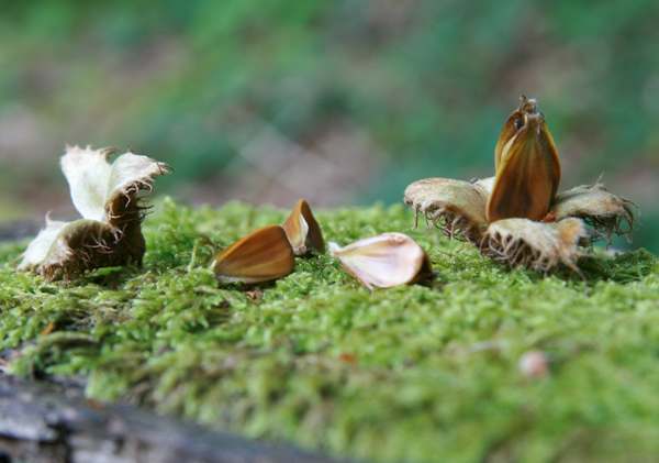 Beech mast