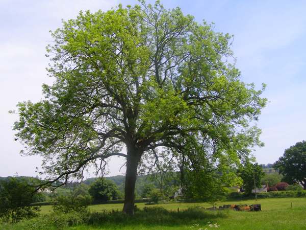 Ash tree in early spring