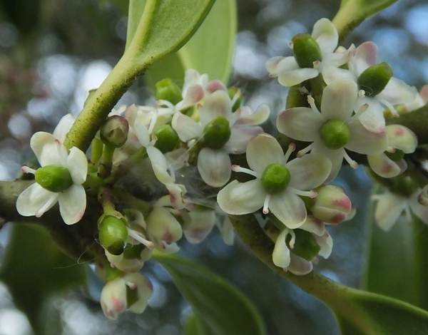 Holly flowers (female)