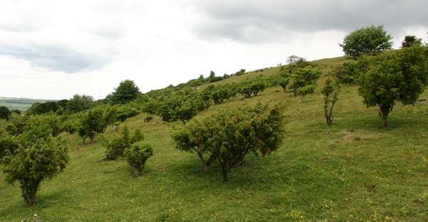 Junipers of chalk downland