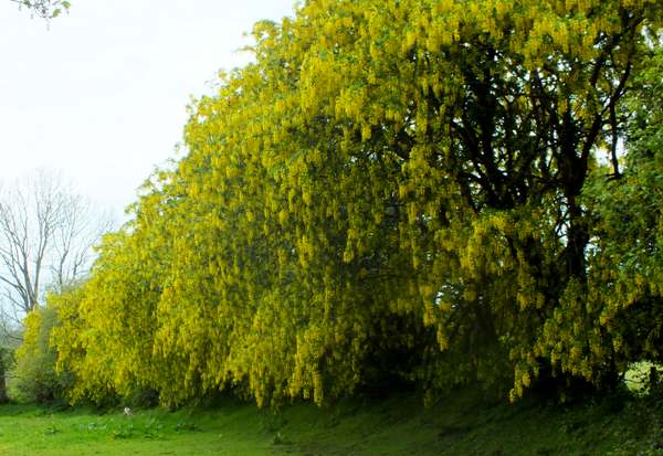 Laburnum