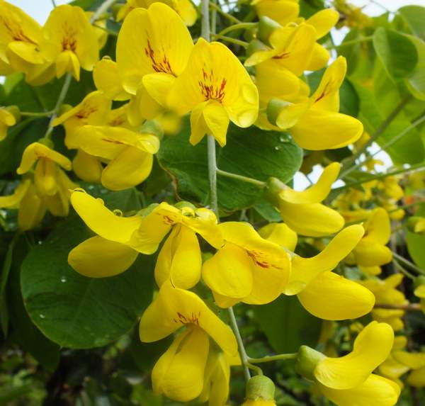 Laburnum flowers