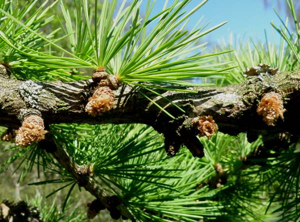 Male cones of European Larch