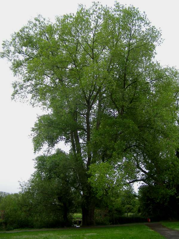 Black Poplar