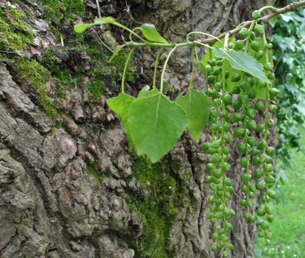 Immature seeds of Black Poplar, seen against the bark of the trunk