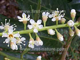 Cherry laurel blossom