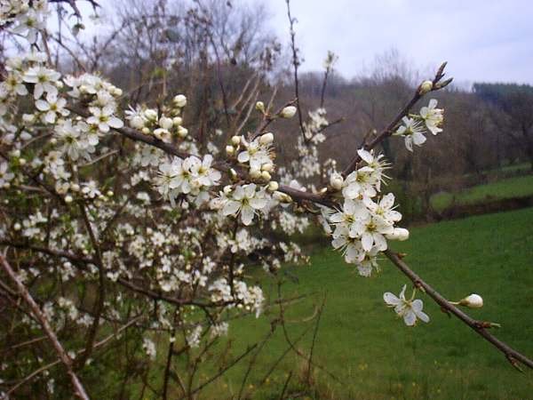 Blackthorn flowers