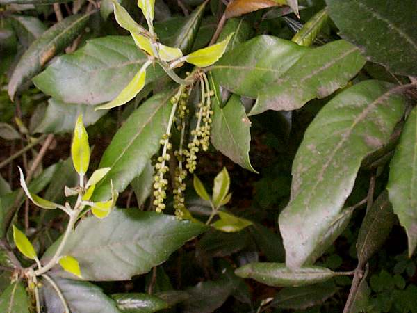 Holm oak - leaves and male catkins