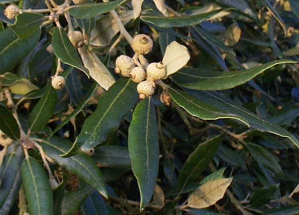 Acorns of the holm oak