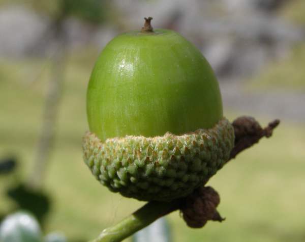 Acorns