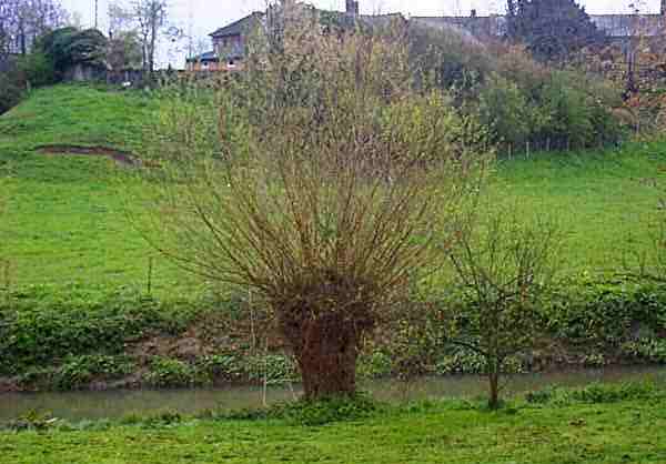 White willow