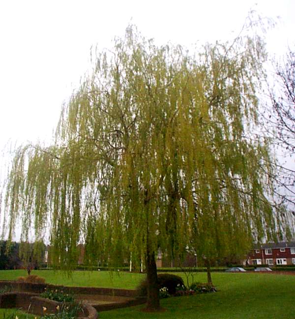 Weeping willow