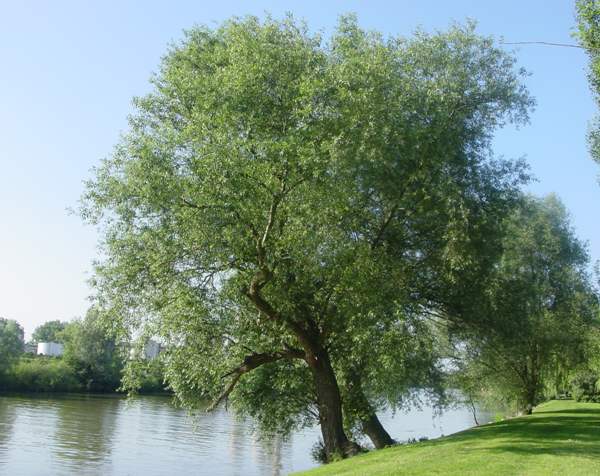 Chack willow in winter