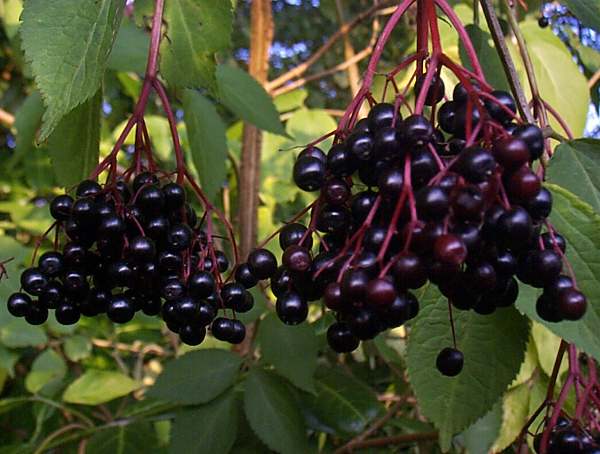 Elder berries