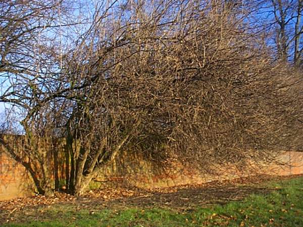 Elder in winter