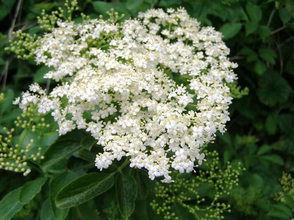 Elder flowers
