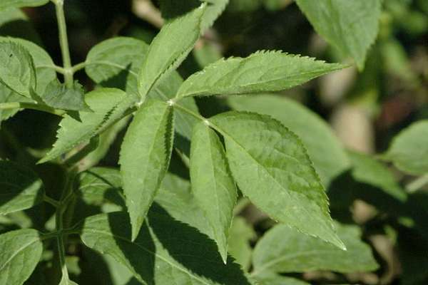 Elder leaves