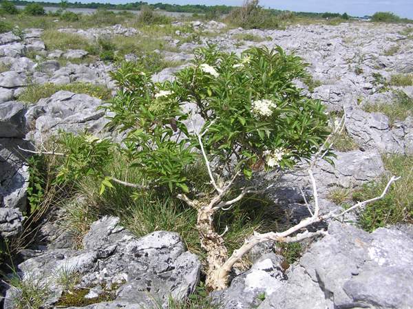 Elder in bloom, Burren, Ireland
