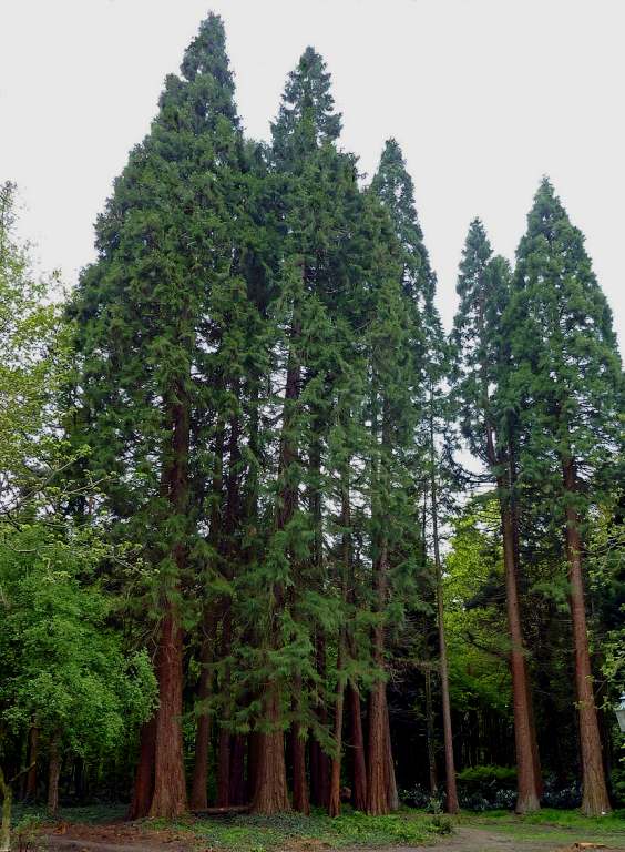 Giant redwood trees