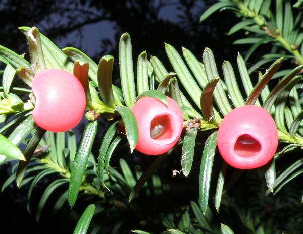 Yew berries